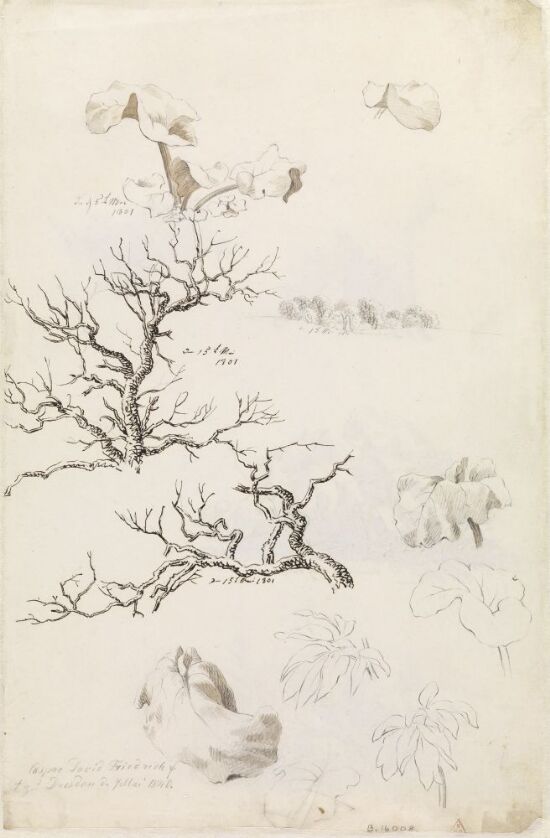 Tre- og plantestudier