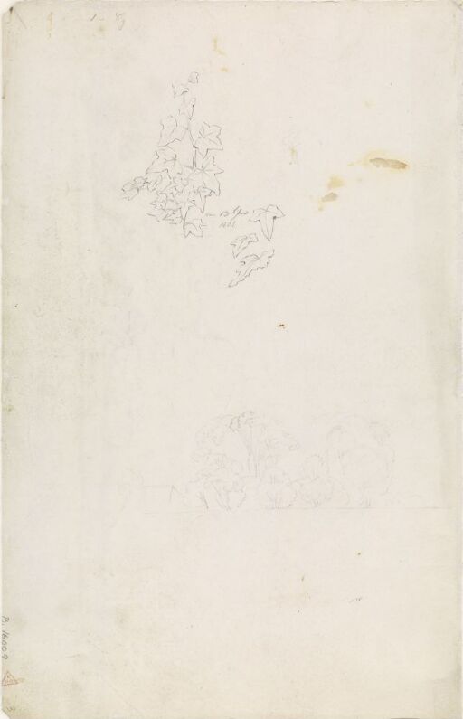 Efeublätter, Baüme und Hausdach