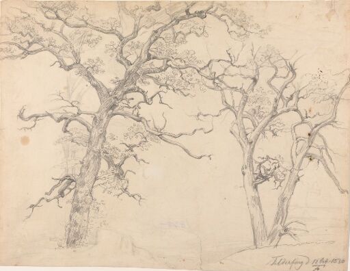 Study of trees, Feldafing, Bavaria