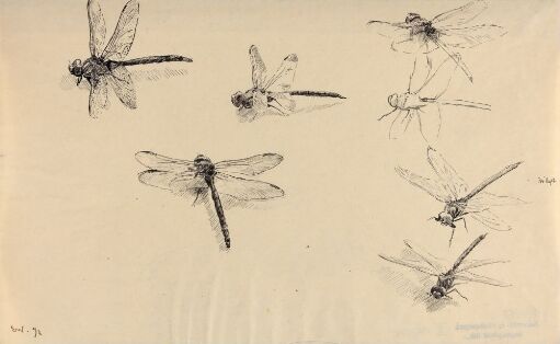 Dragonflies