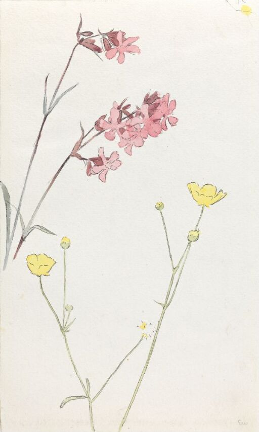 Sticky Catchfly and Buttercup