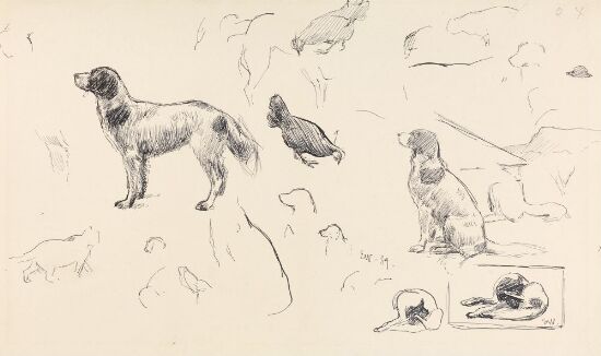 Studier av hunder, høne og katt