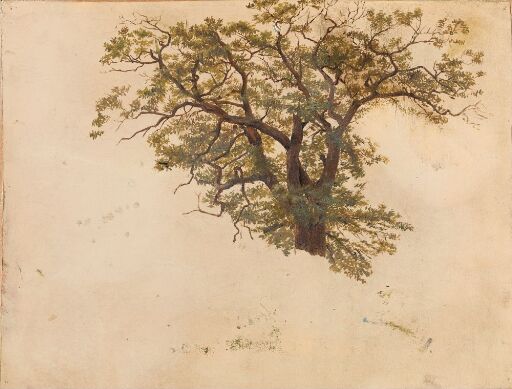 Study of an Oak