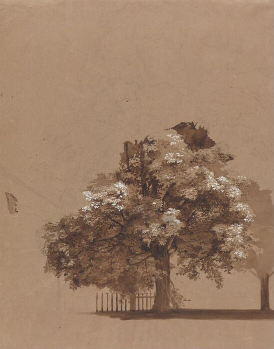 Løvtre ved et gjerde