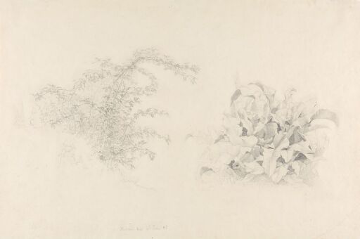 Plant Studies, Holden