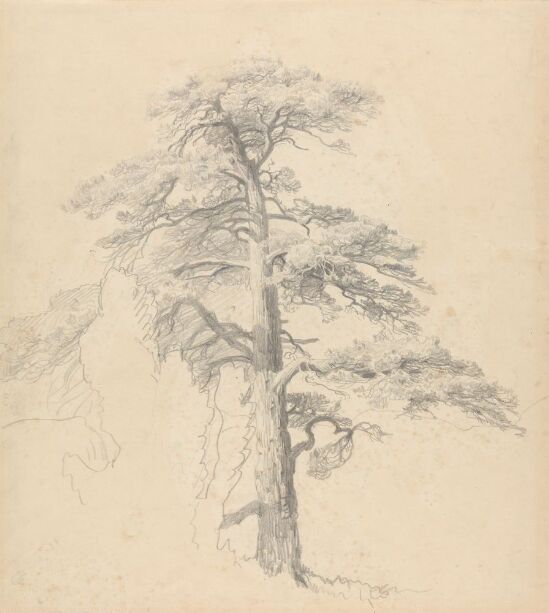 Old Pine Tree