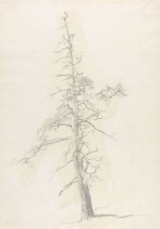 August Cappelen, Dead Pine Tree – Nasjonalmuseet – Collection