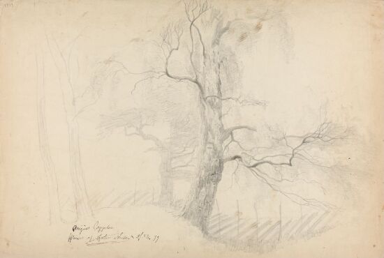 Four Hardwood Trees by a Fence