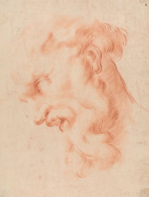 Head of a bearded man