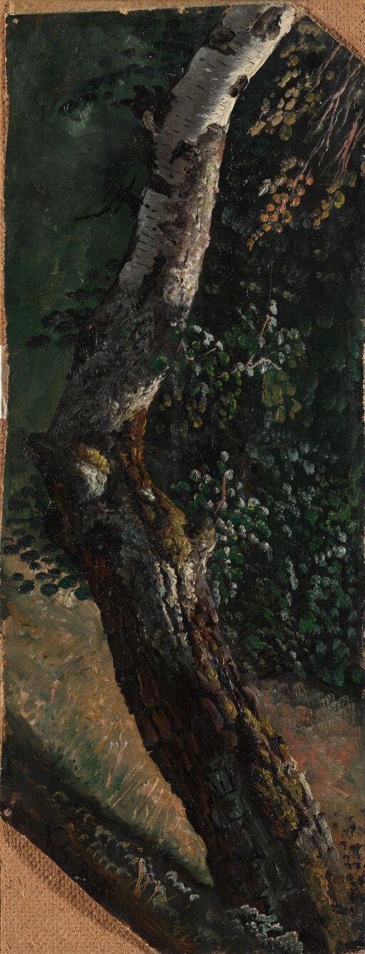 Study of a Birch Tree