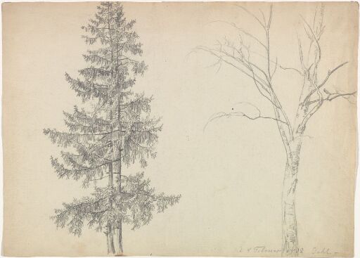 Study of a spruce and a birch