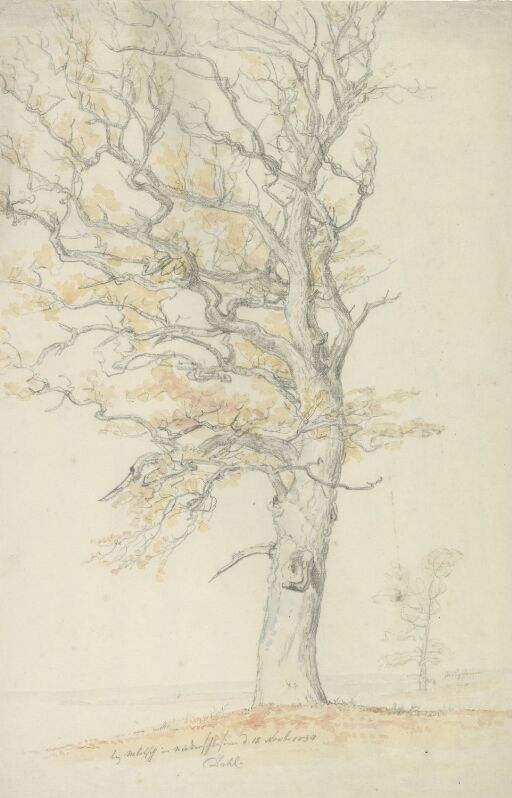Oak tree near Milicz, Lower Silesia