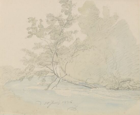 Lutende trær ved elven