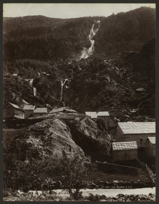 Buer i Odde, Hardanger