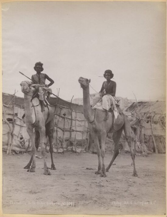 Chameliers de la Tribu Bicharis