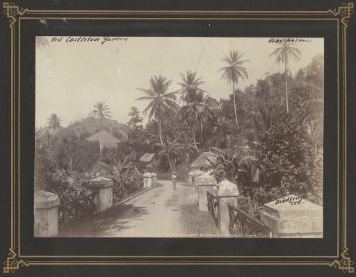 On the Road to Castleton, Jamaica