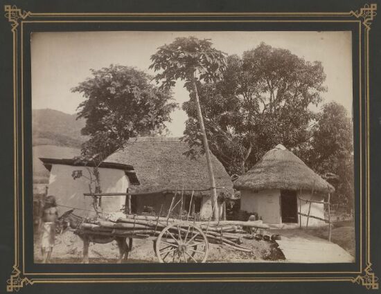 Kuliboliger, Trinidad