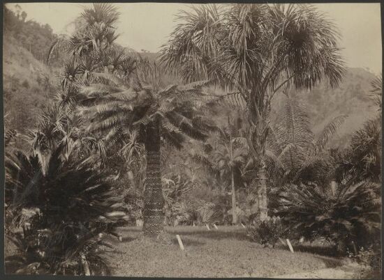 Castleton Garden Jamaica