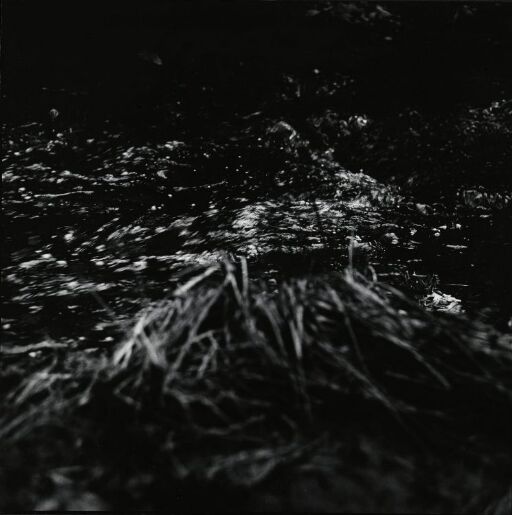 Woodland and Water 1