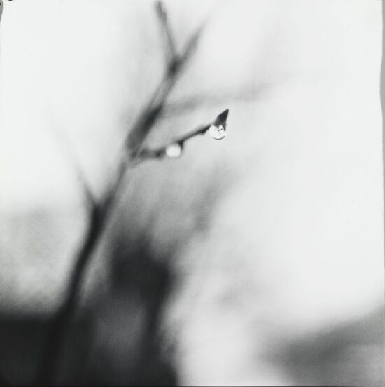 Woodland and Water 2