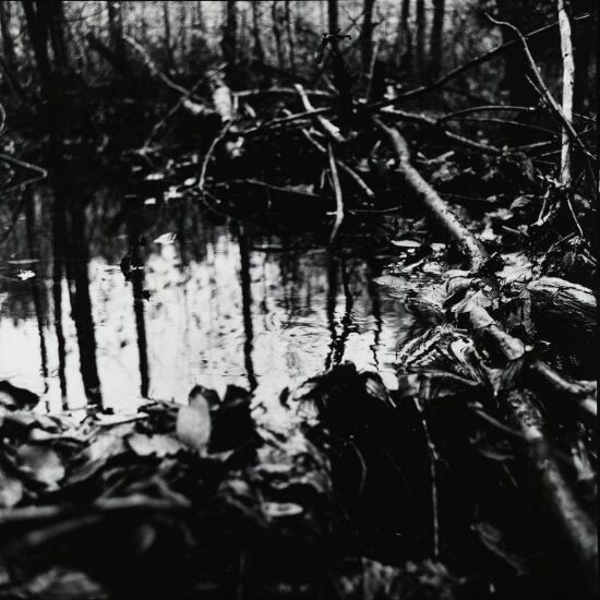 Woodland and Water 3
