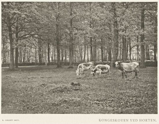 Kongeskoven ved Horten