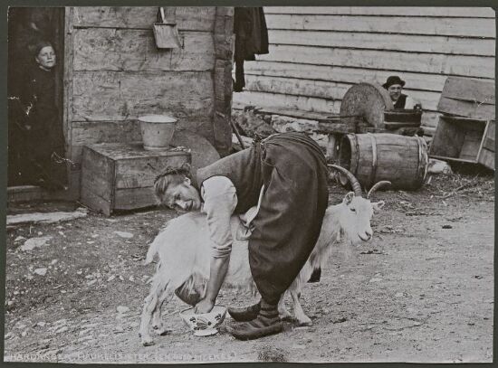 Hardanger, Haukelisæter (En Gjed melkes)