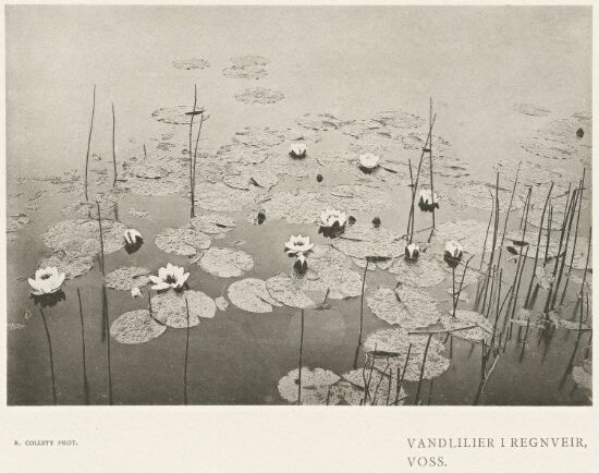 Vandlilier i Regnveir, Voss