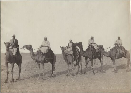 Caravane de Chameaux