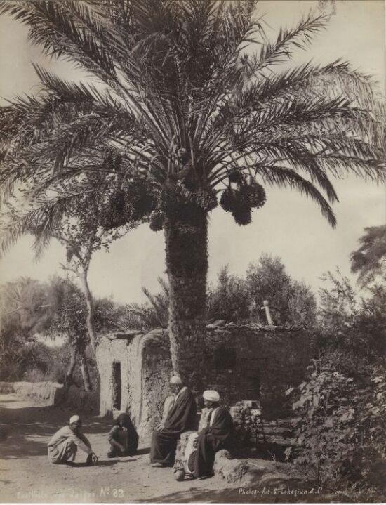 Cueillette des dattes