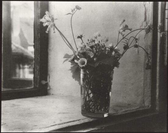 Bunch of Meadow Flowers