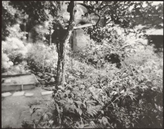 The garden I am watching