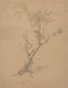 Study of a birch tree