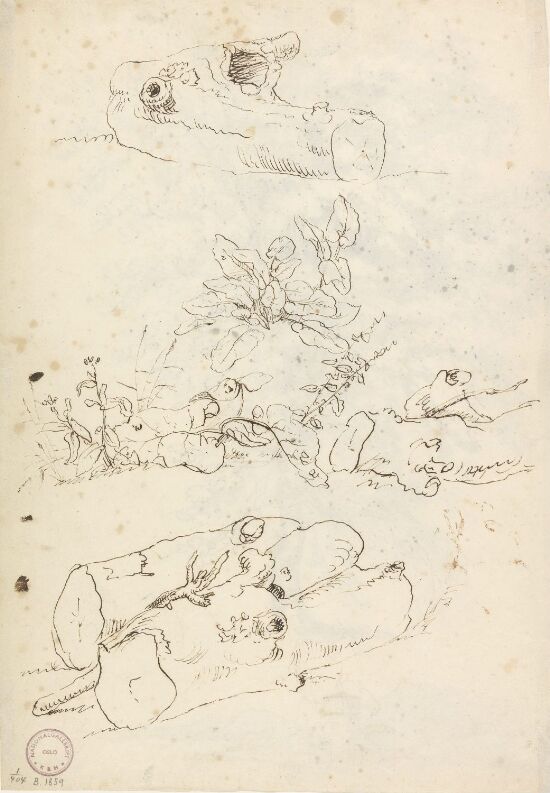 Planter og trestammer