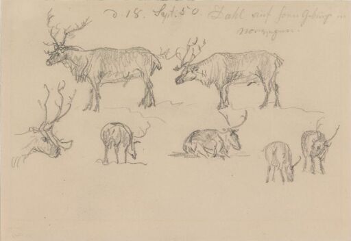 Seven Reindeers