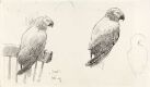 Studier av papegøyen Jacob
