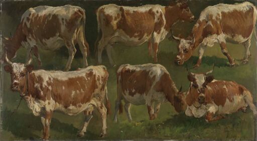 Study of Cows