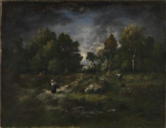 Skoglandskap med vedsankere