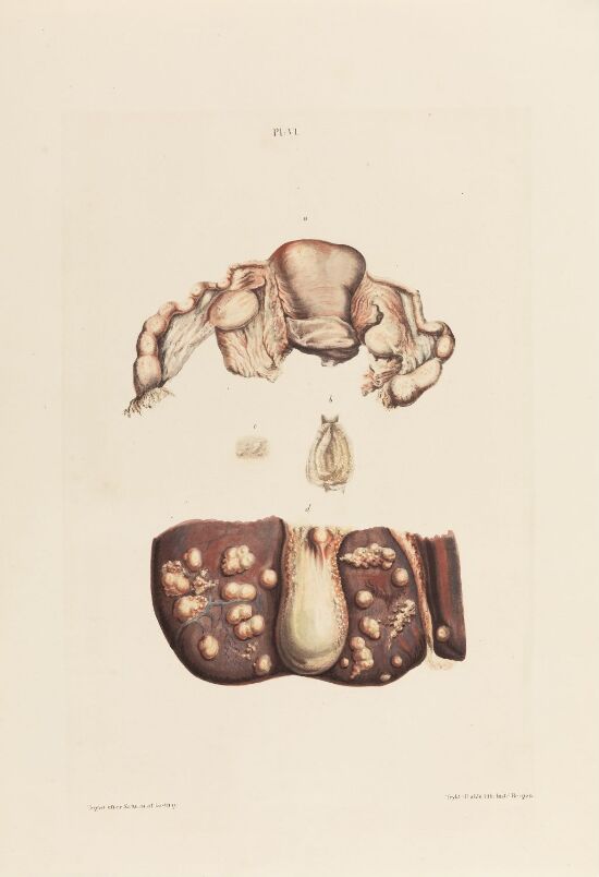 Livmor med mortrompeter; en mortrompet; et stykke av leveren