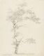 Tree Study, Ulriksdal