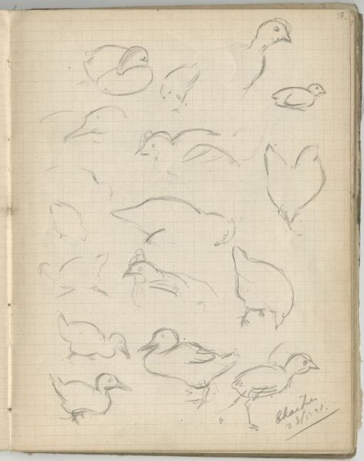 Studies of Poultry