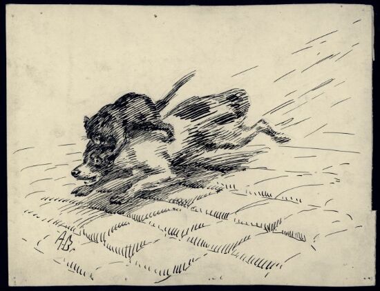 Katt som angriper hund