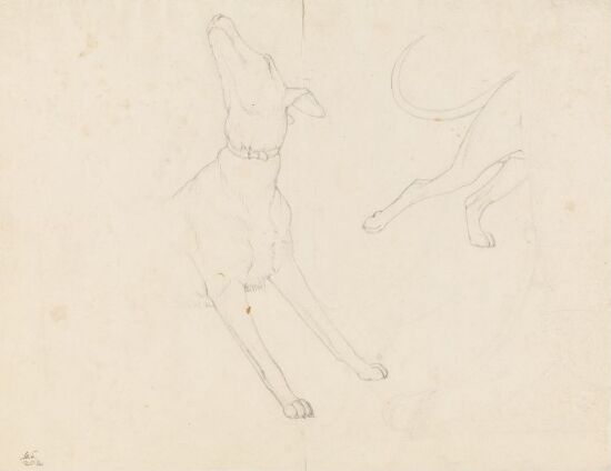 Studier av en hund