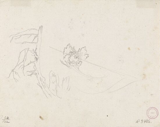 Tre- og plantestudie