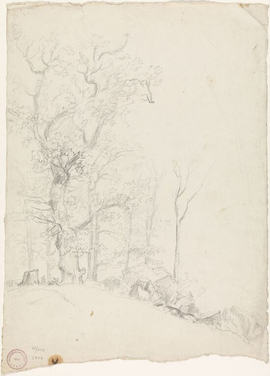 Trær og steiner i en skråning