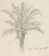 Date palm, Capri