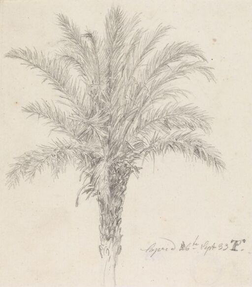 Date palm, Capri