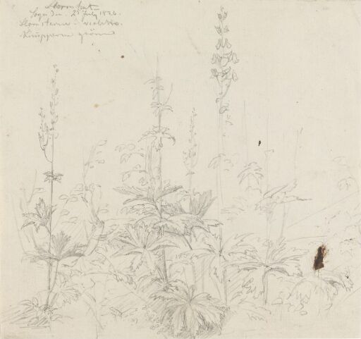 Northern Wolf's-bane