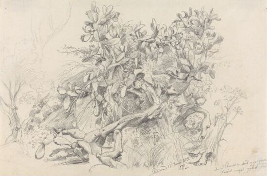 Prickly pear, Palermo