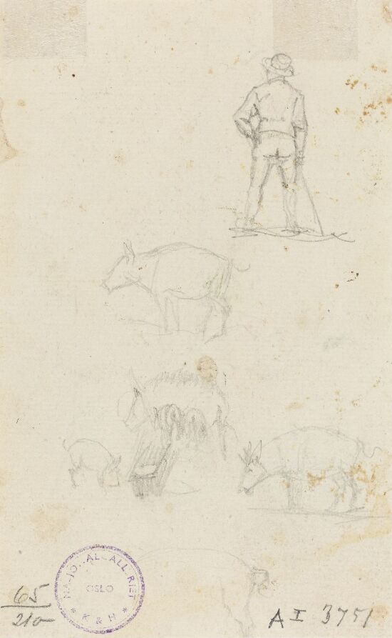 Figur- og dyrestudier